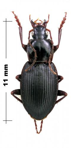 Réf. 114 277 : Calathus montivagus