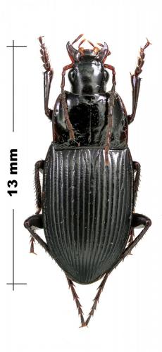 Calathus korax