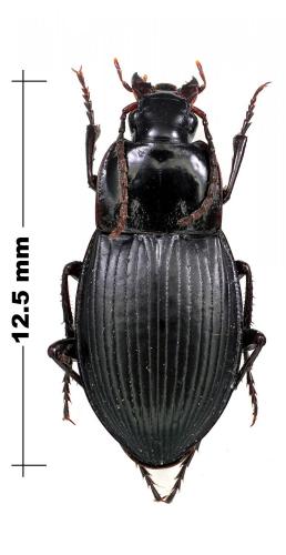 Calathus korax