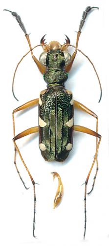 Réf. 114 982 : Caledonica lunigera