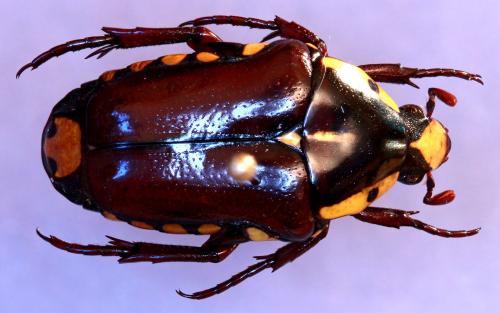 Réf. 114 460 : Campsiura cognata