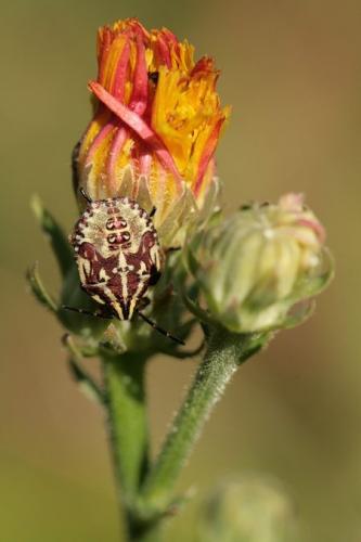 Carpocoris sp.