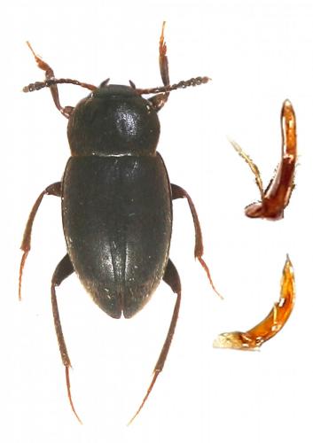 Catops tristis