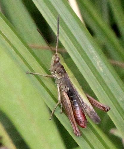 Réf. 114 185 : Chorthippus dorsatus dorsatus