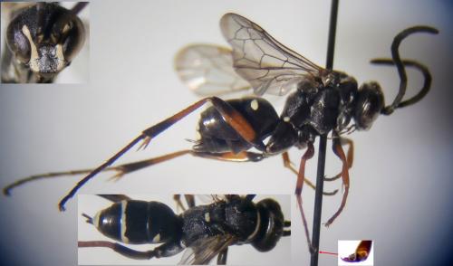 Réf. 114 441 : Ceropales maculata