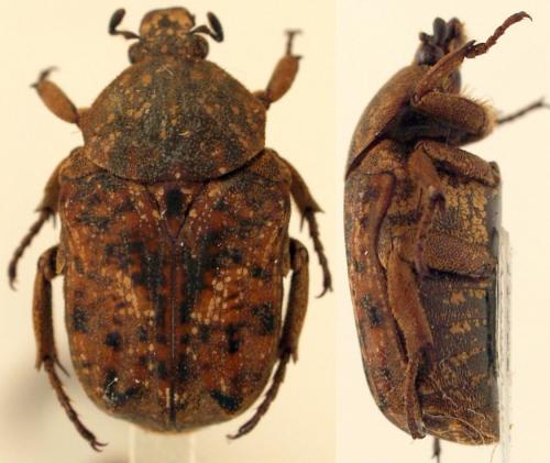 Niphobleta variegata