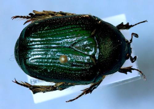 Réf. 114 452 : Anoplocheilus variabilis