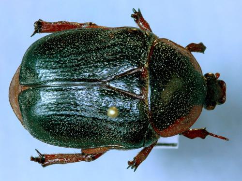 Rhinocoeta sanguinipes