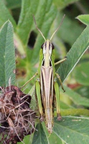 Réf. 114 242 : Stenobothrus nigromaculatus nigromaculatus