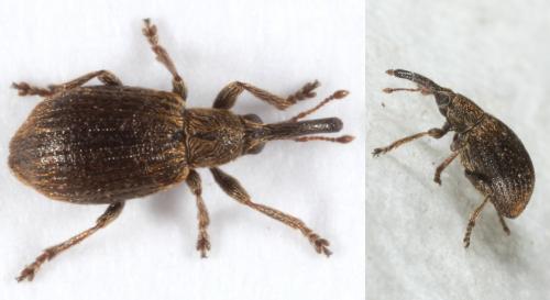 Trichopterapion holosericeum