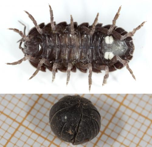 Armadillidium vulgare
