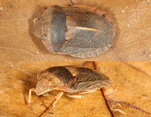 Eurygaster austriaca
