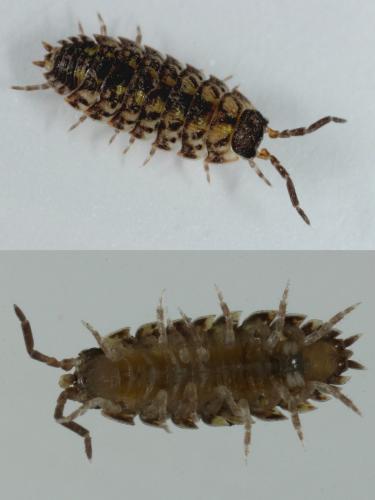 Réf. 114 803 : Porcellio spinicornis