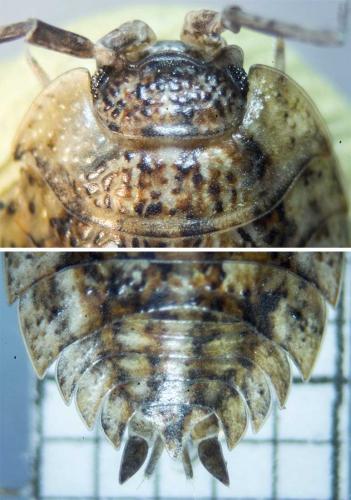 Réf. 114 654 : Trachelipus rathkii