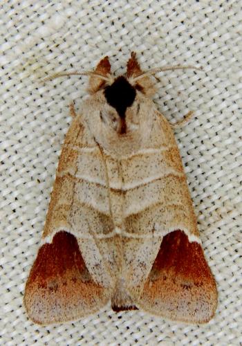 Réf. 114 481 : Clostera curtula