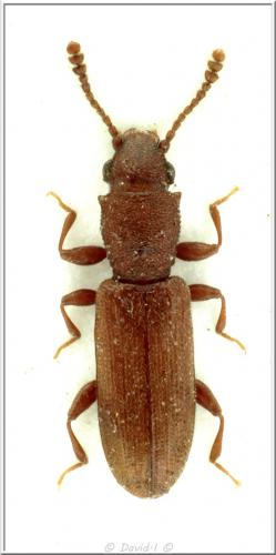 Silvanus unidentatus