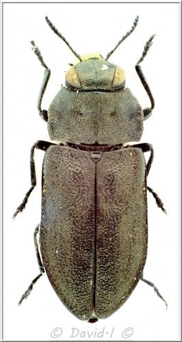 Réf. 114 494 : Anthaxia quadripunctata