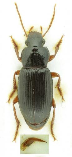 Réf. 114 094 : Ophonus puncticeps
