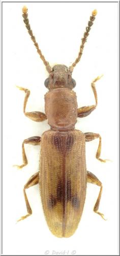 Réf. 114 881 : Cryptamorpha desjardinsii