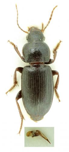 Réf. 114 093 : Ophonus puncticeps