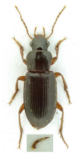 Ophonus puncticeps