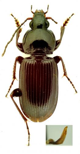 Réf. 114 076 : Pterostichus vernalis
