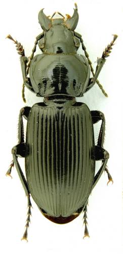Réf. 114 018 : Pterostichus melanarius