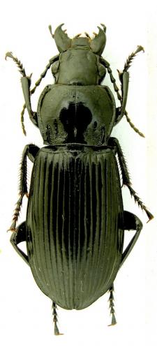 Réf. 114 020 : Pterostichus melanarius