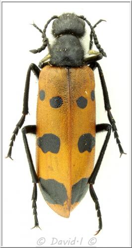 Mylabris calida