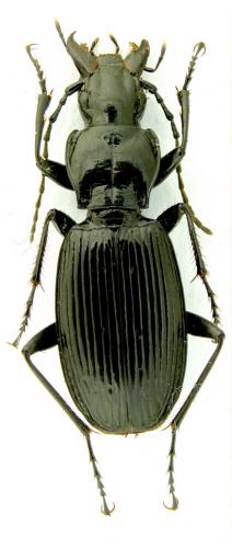 Pterostichus hagenbachii