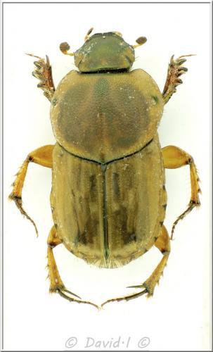 Réf. 114 697 : Euoniticellus fulvus