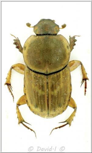 Réf. 114 696 : Euoniticellus fulvus
