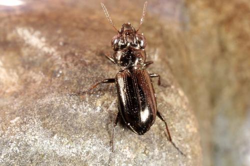 Réf. 114 110 : Notiophilus palustris