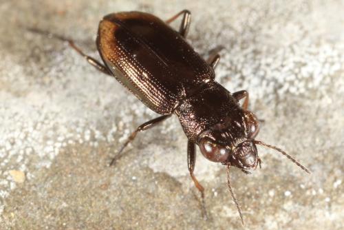 Réf. 114 409 : Notiophilus biguttatus