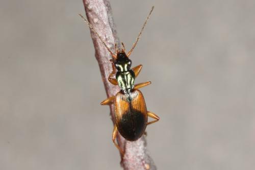 Réf. 114 620 : Anchomenus dorsalis