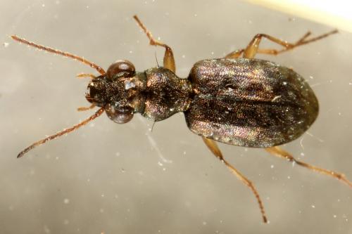 Asaphidion sp.
