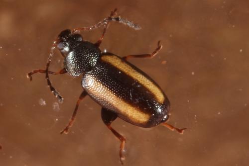 Phyllotreta christinae