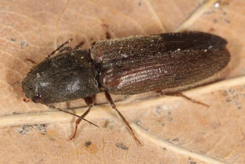 Réf. 114 622 : Athous haemorrhoidalis