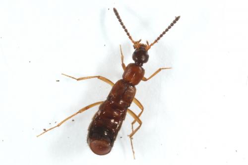 Drusilla canaliculata