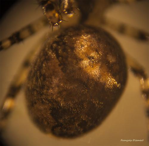 Réf. 114 372 : Metellina merianae