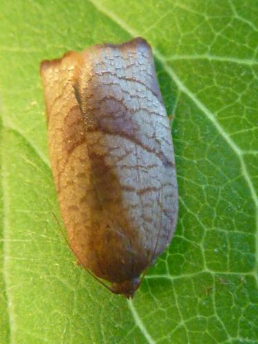Réf. 114 078 : Cacoecimorpha pronubana