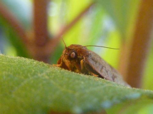Cacoecimorpha pronubana