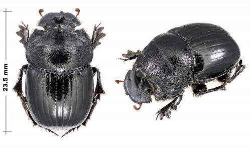 Réf. 114 772 : Copris hispanus