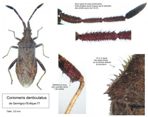 Coriomeris denticulatus