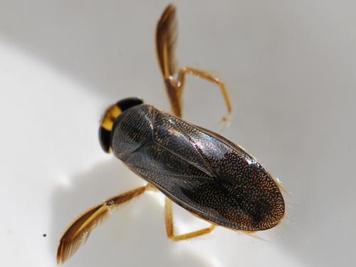 Corixa punctata