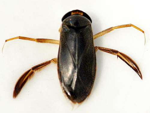 Corixa sp.