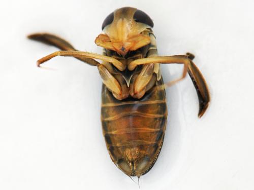 Corixa punctata