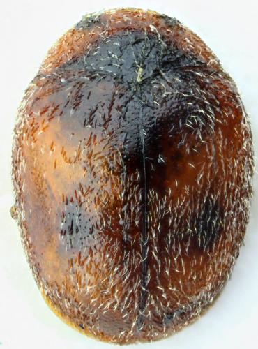 Scymnus subvillosus
