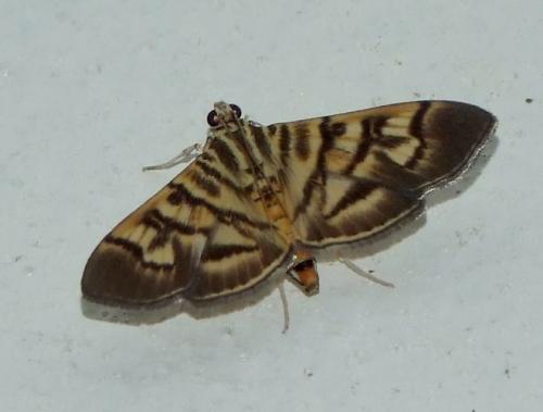Pilocrocis lauralis