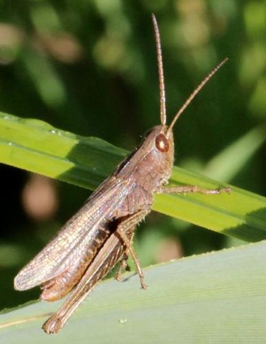 Réf. 114 270 : Chorthippus dorsatus dorsatus